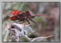 Coreus marginatus